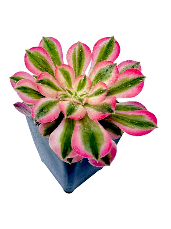 Aeonium ‘Pink Witch’ Rooted Single Head Live Plant | 3.25-Inch Pot