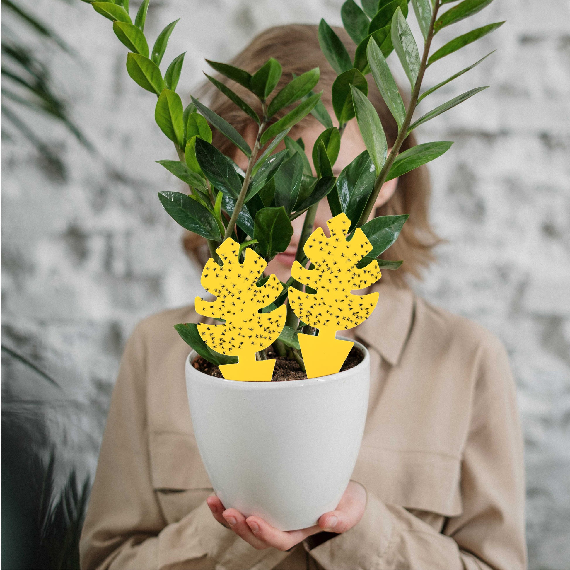 monstera gnats 30 Pieces Pack Monstera Leaf Yellow Sticky Traps for Gnats for Indoor – GrowMargo