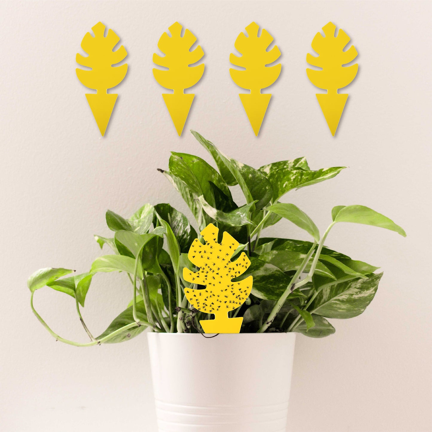 monstera gnats 30 Pieces Pack Monstera Leaf Yellow Sticky Traps for Gnats for Indoor – GrowMargo