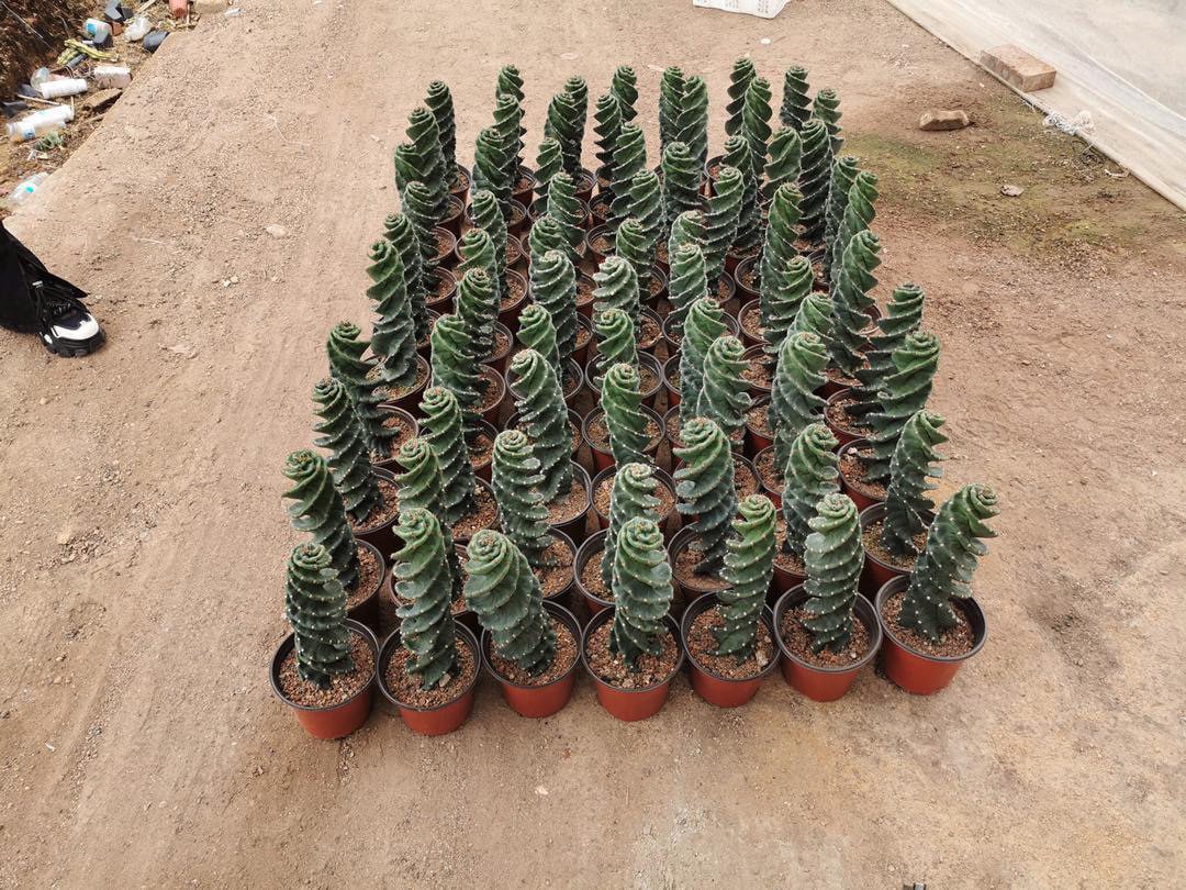 Spiral Cactus  - Cereus forbesii 'Spiralis' - Twisted Rare Succulent - Tornado Cactus Beefy Cactus