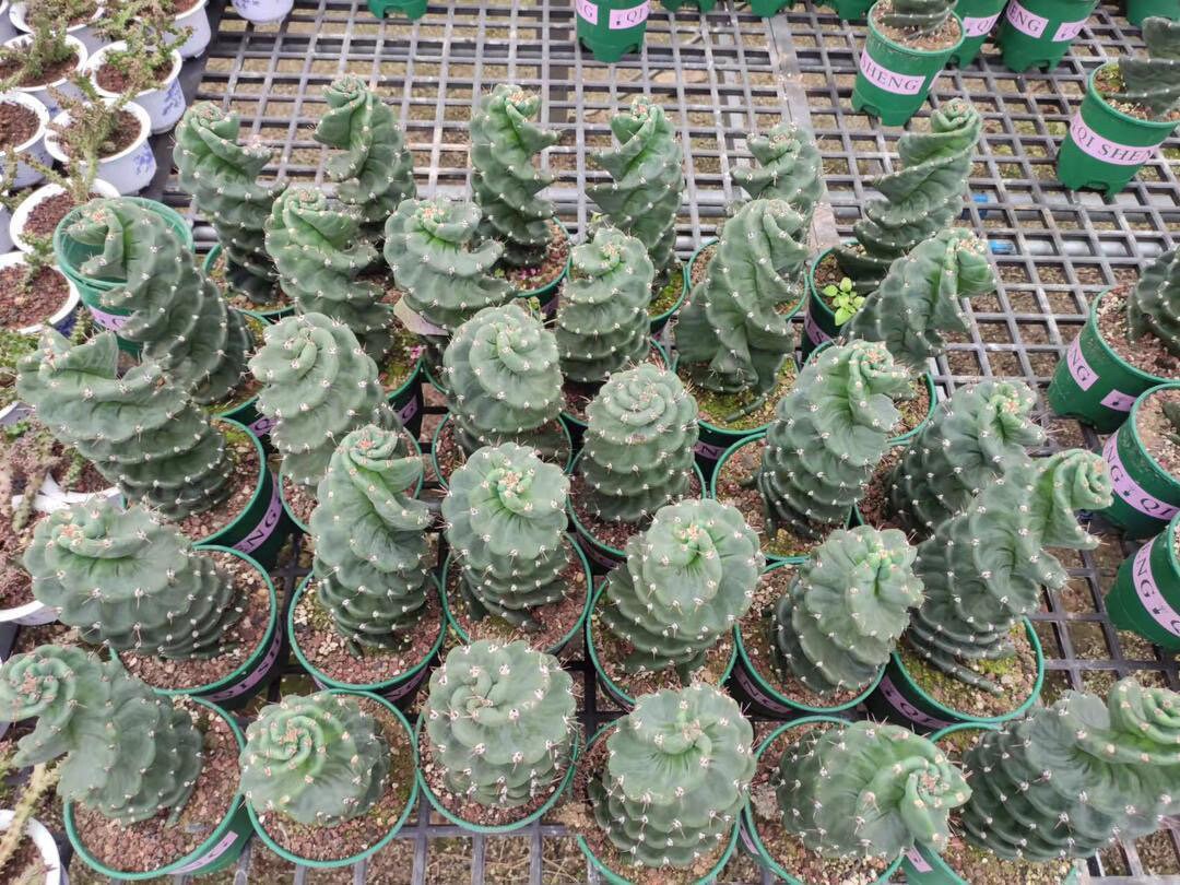 twisted succulent plant Spiral Cactus - Cereus forbesii 'Spiralis' - Twisted Rare Succulent