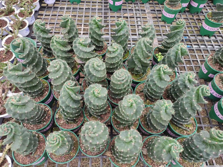 Spiral Cactus  - Cereus forbesii 'Spiralis' - Twisted Rare Succulent - Tornado Cactus Beefy Cactus