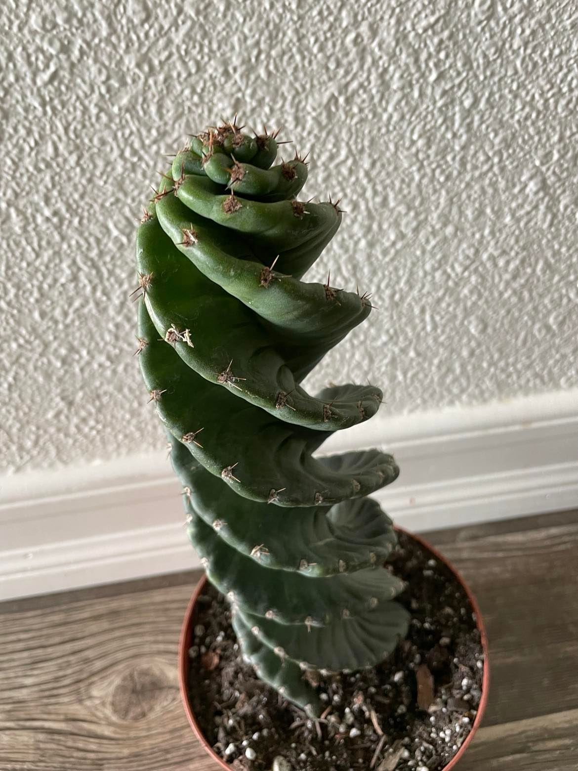 twisty succulent Spiral Cactus - Cereus forbesii 'Spiralis' - Twisted Rare Succulent