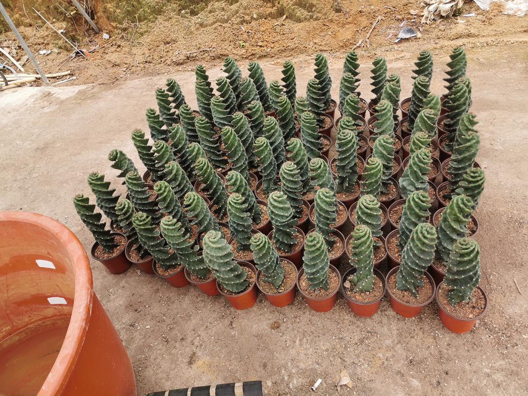 spiral succulent Spiral Cactus - Cereus forbesii 'Spiralis' - Twisted Rare Succulent