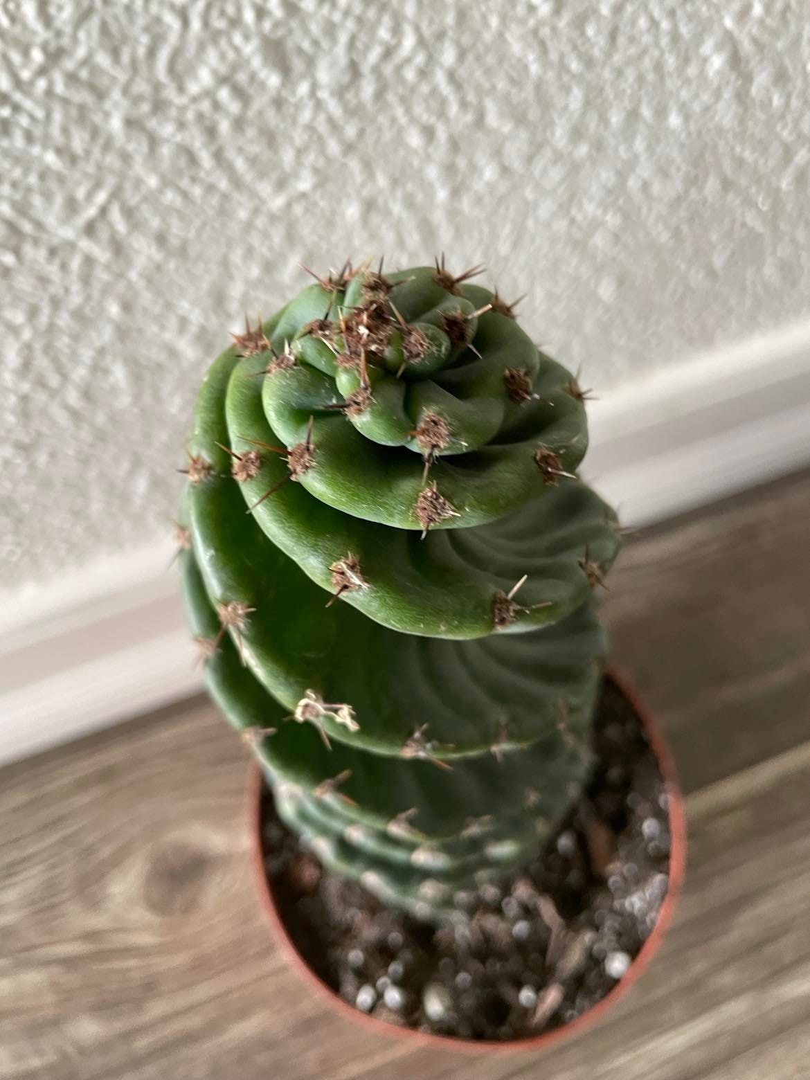 Spiral Cactus  - Cereus forbesii 'Spiralis' - Twisted Rare Succulent - Tornado Cactus Beefy Cactus