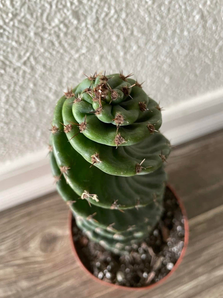 Spiral Cactus  - Cereus forbesii 'Spiralis' - Twisted Rare Succulent - Tornado Cactus Beefy Cactus