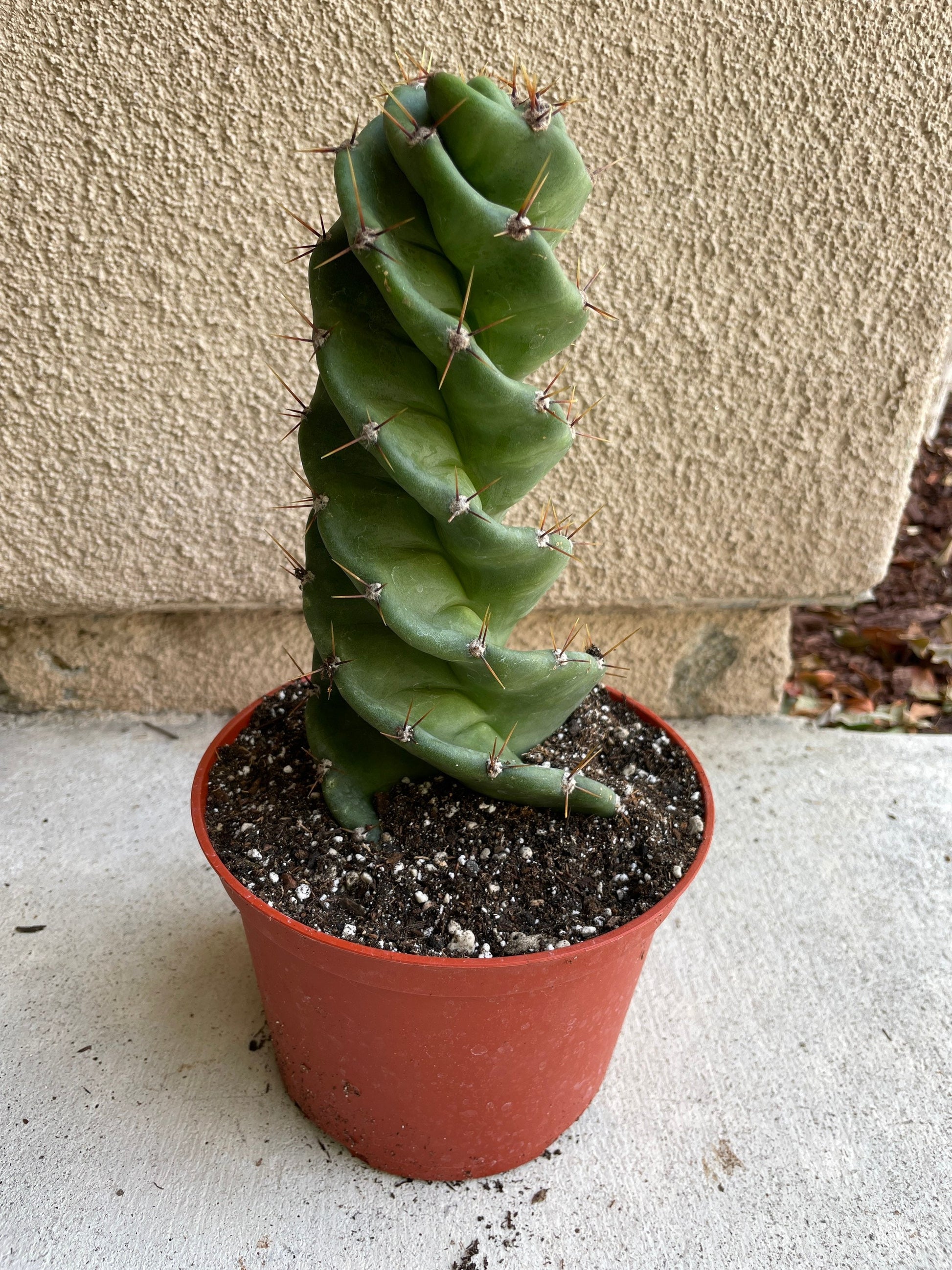twisty succulent Spiral Cactus - Cereus forbesii 'Spiralis' - Twisted Rare Succulent