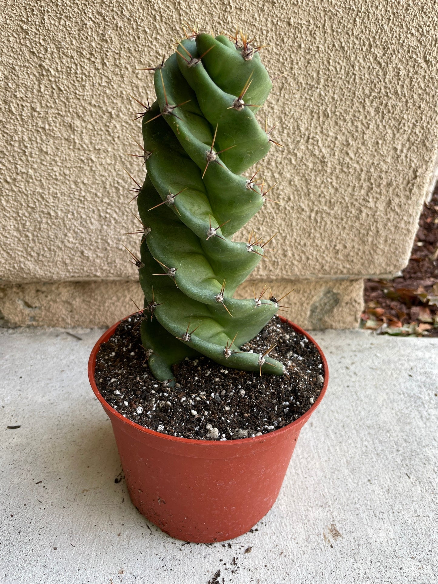 Spiral Cactus  - Cereus forbesii 'Spiralis' - Twisted Rare Succulent - Tornado Cactus Beefy Cactus