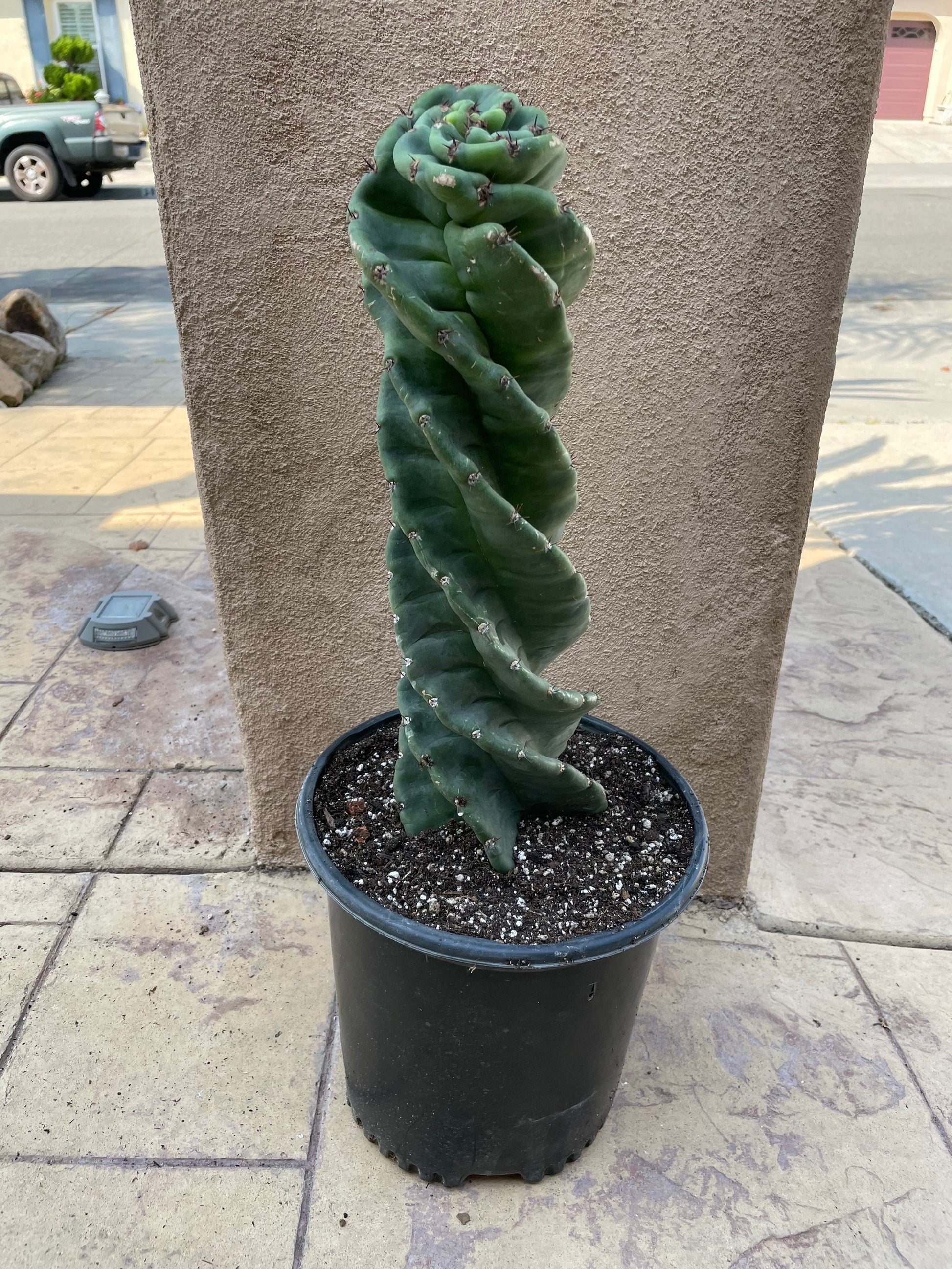 twisty succulent Spiral Cactus - Cereus forbesii 'Spiralis' - Twisted Rare Succulent