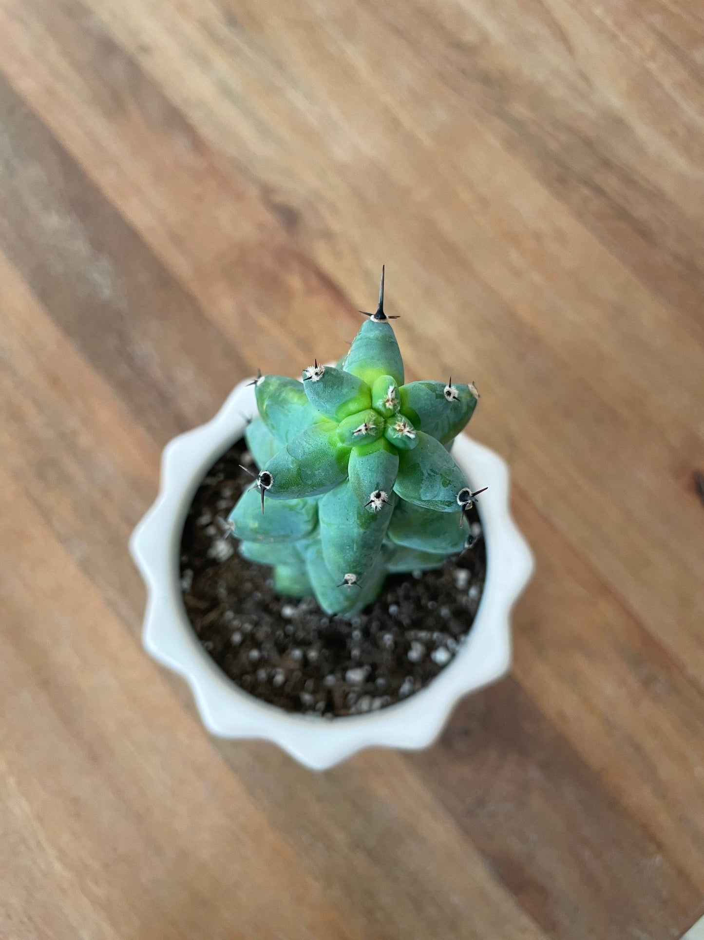 boob succulent Myrtillocactus Geometrizans