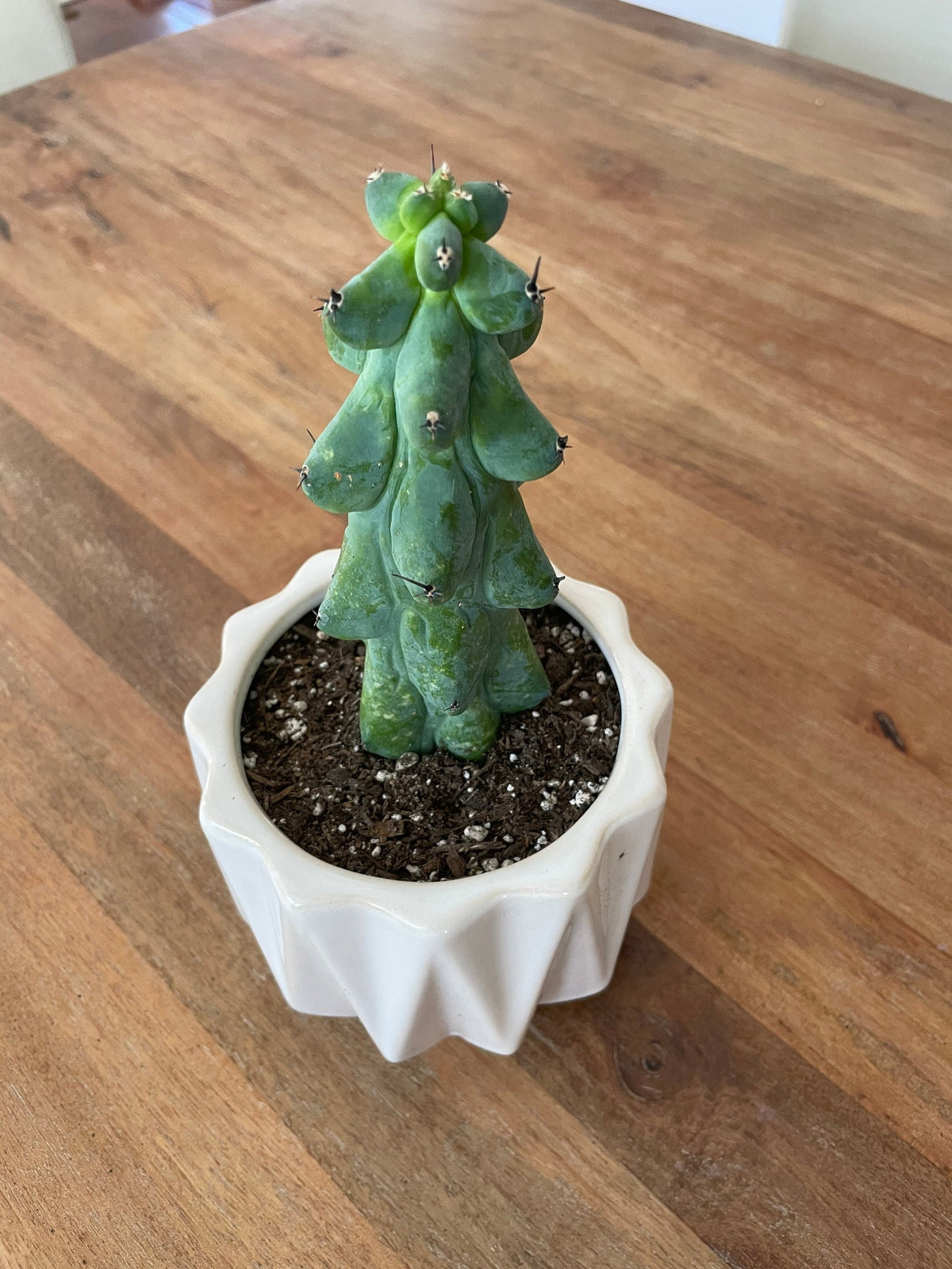 Myrtillocactus Geometrizans - Boobie Cactus (options of 5'', 6'', 8'', 7'',  9'', 10'', 12'' and 13")