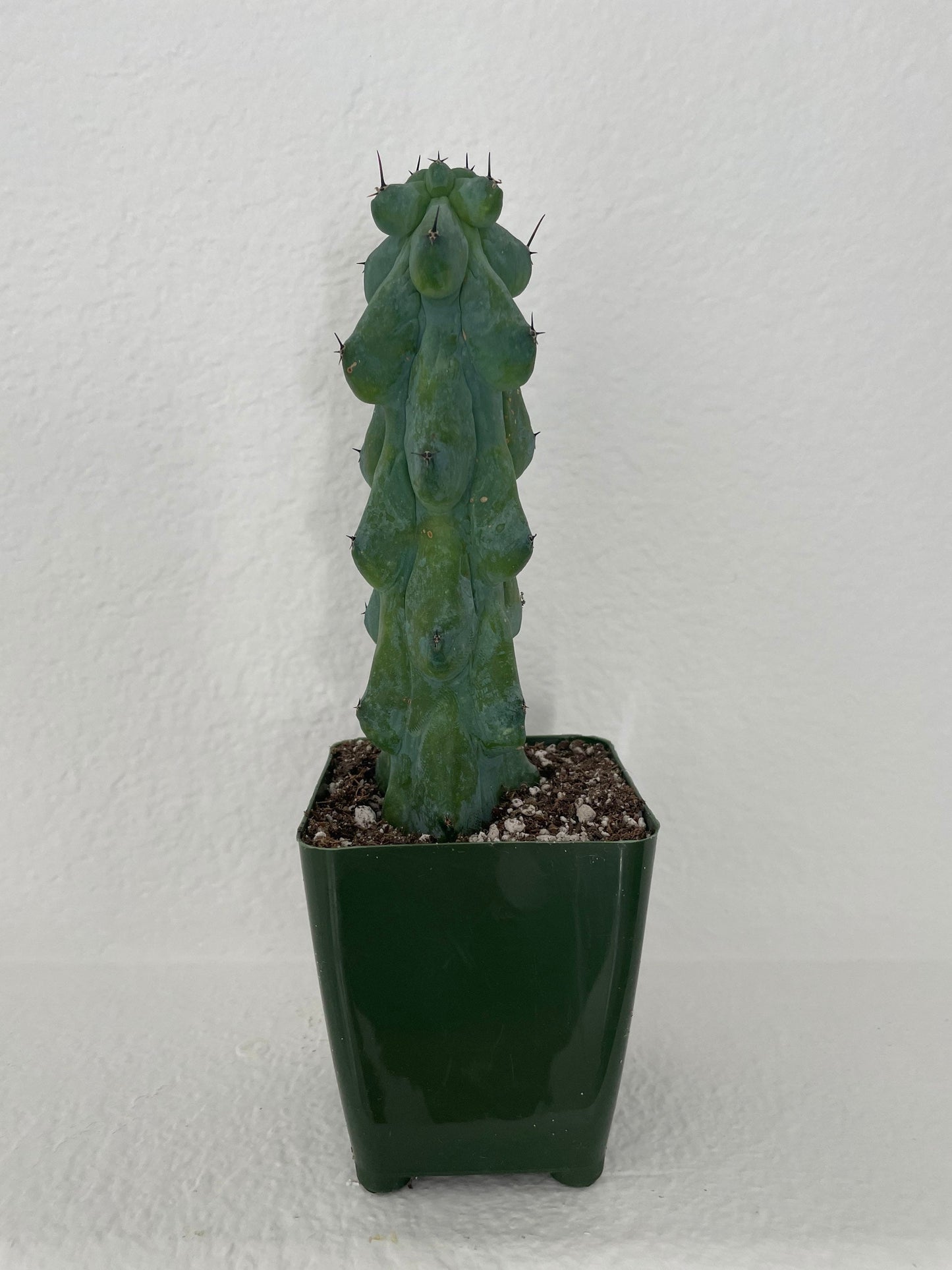 Myrtillocactus Geometrizans - Boobie Cactus (options of 5'', 6'', 8'', 7'',  9'', 10'', 12'' and 13")