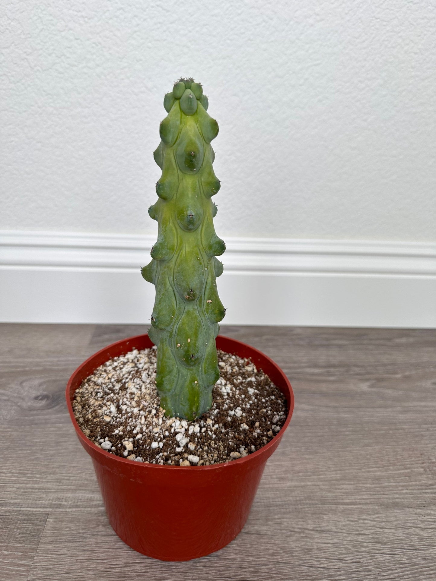 Myrtillocactus Geometrizans - Boobie Cactus (options of 5'', 6'', 8'', 7'',  9'', 10'', 12'' and 13")