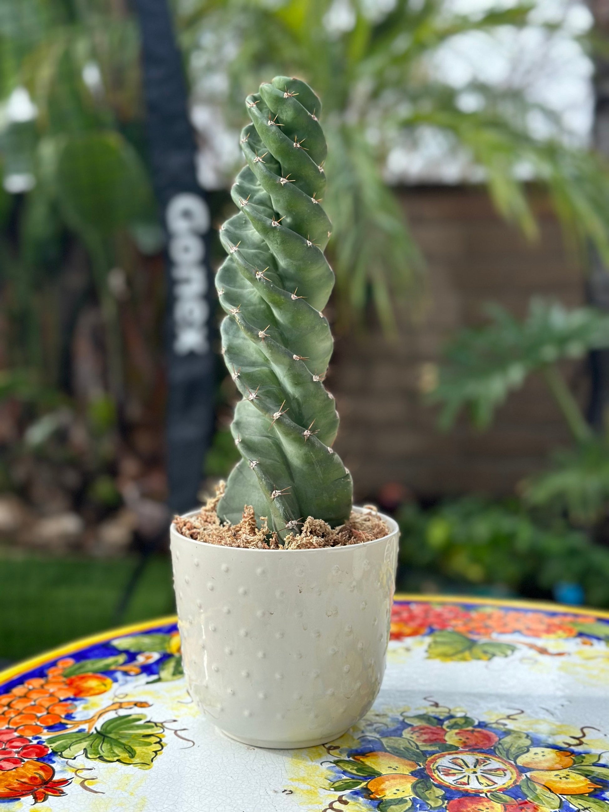 spiral succulent Spiral Cactus - Cereus forbesii 'Spiralis' - Twisted Rare Succulent