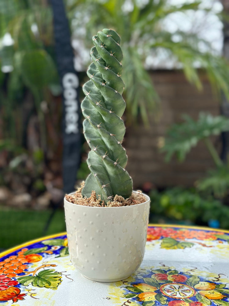 Spiral Cactus  - Cereus forbesii 'Spiralis' - Twisted Rare Succulent - Tornado Cactus Beefy Cactus