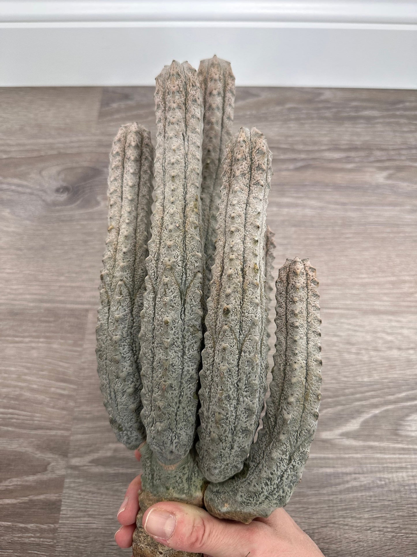 Euphorbia Abdelkuri Gray Cluster - Unique Live Cactus - Candelabra-like Succulent