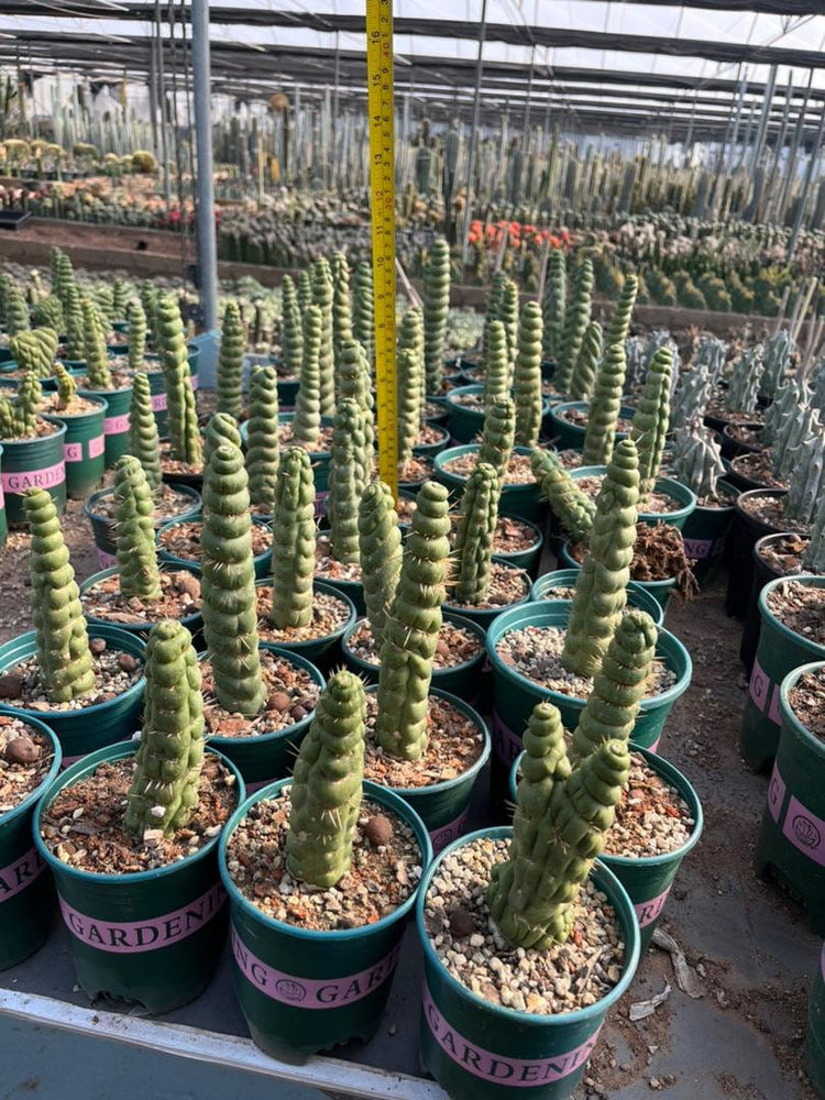 Rare Live Cactus  - Eulychnia Castanea Spiralis - Twisted Rare Succulent - Unicorn Horn Cactus