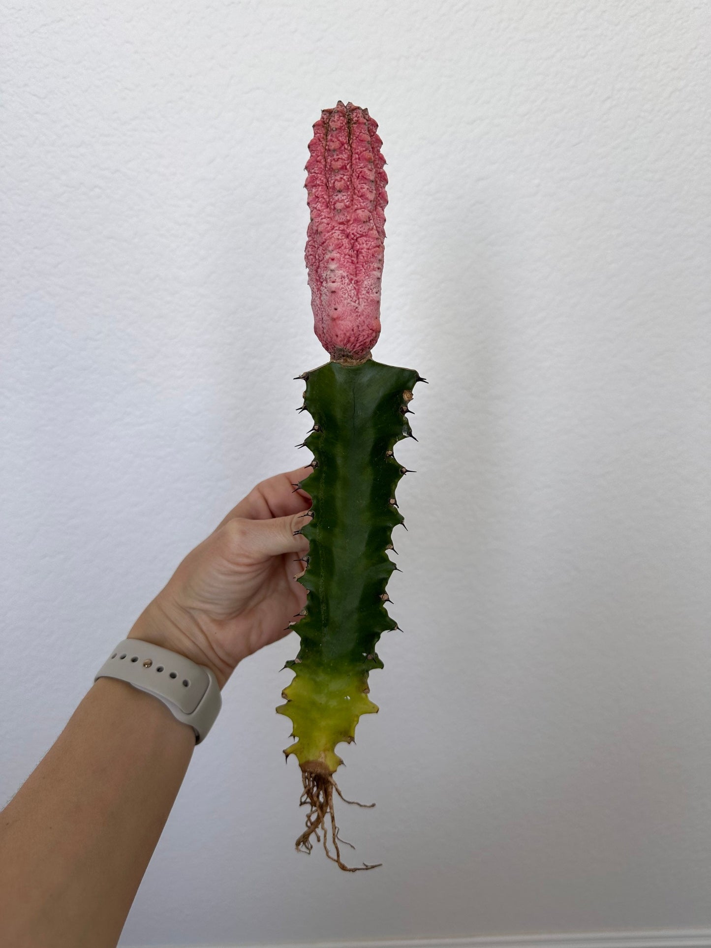Euphorbia Abdelkuri Damask Pink Cluster or Single Option - Unique Live Cactus - Candelabra-like Succulent