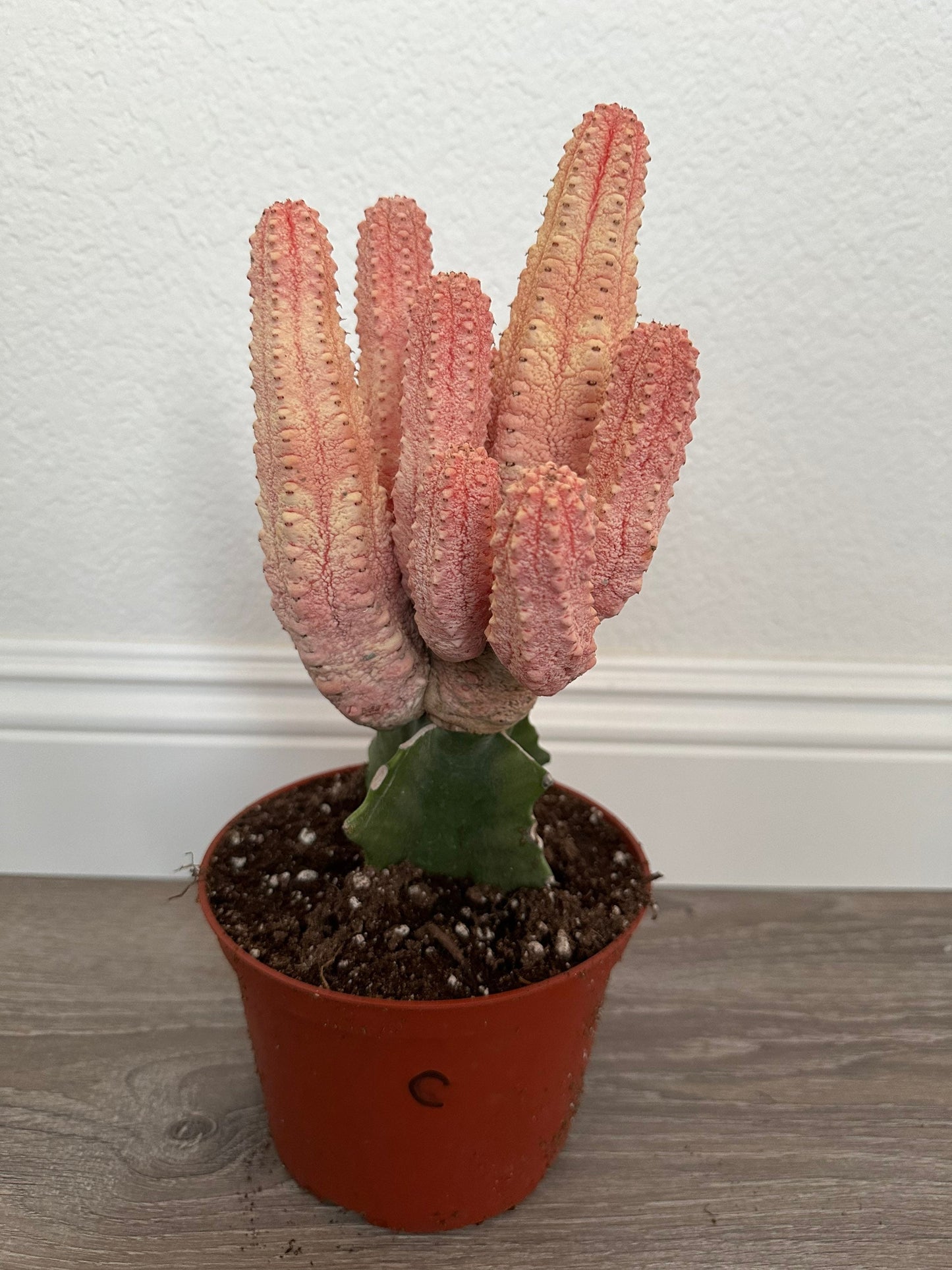 Euphorbia Abdelkuri Damask Pink Cluster or Single Option - Unique Live Cactus - Candelabra-like Succulent