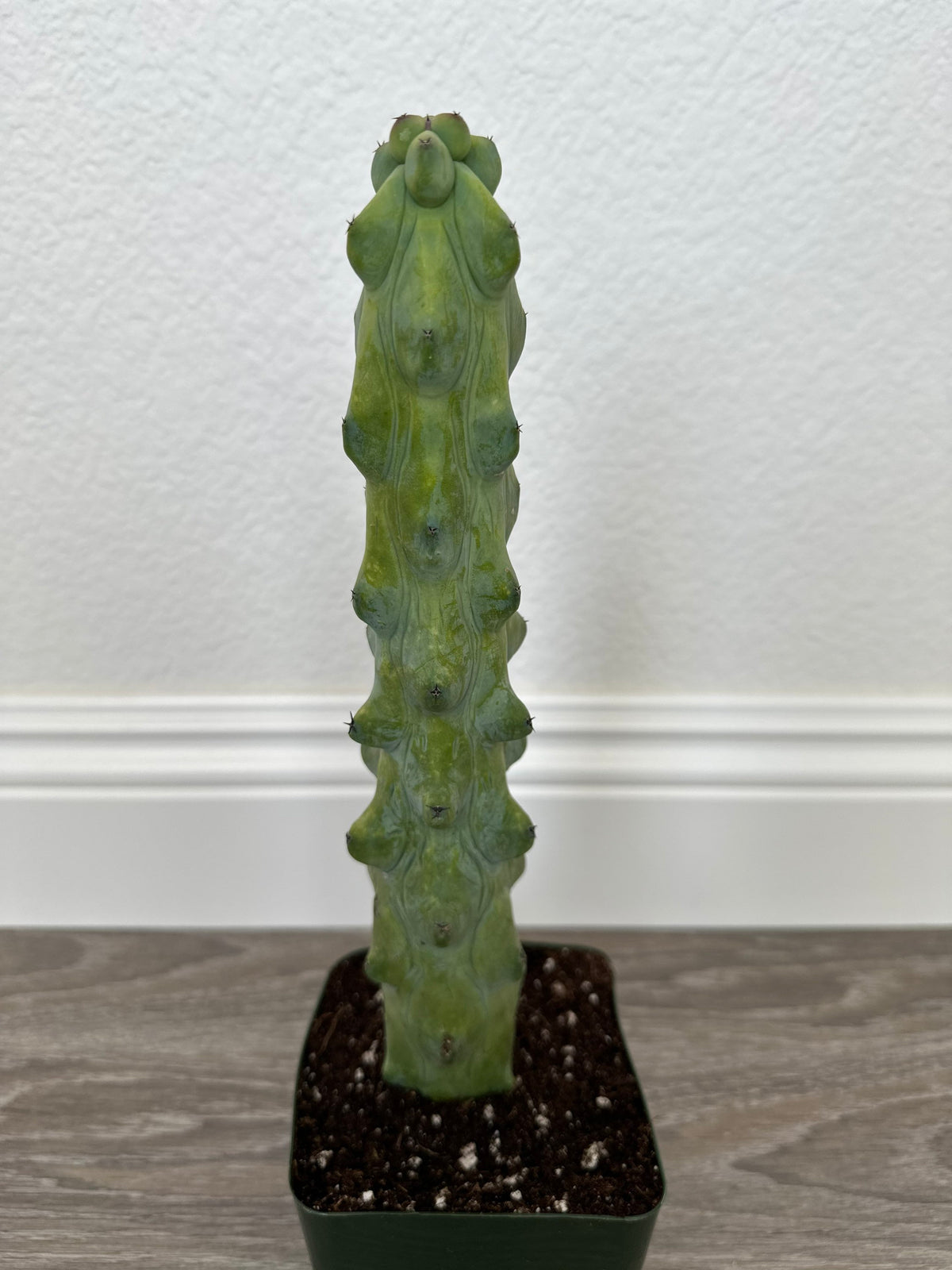 Myrtillocactus Geometrizans - Boobie Cactus (options of 5'', 6'', 8'', 7'',  9'', 10'', 12'' and 13")