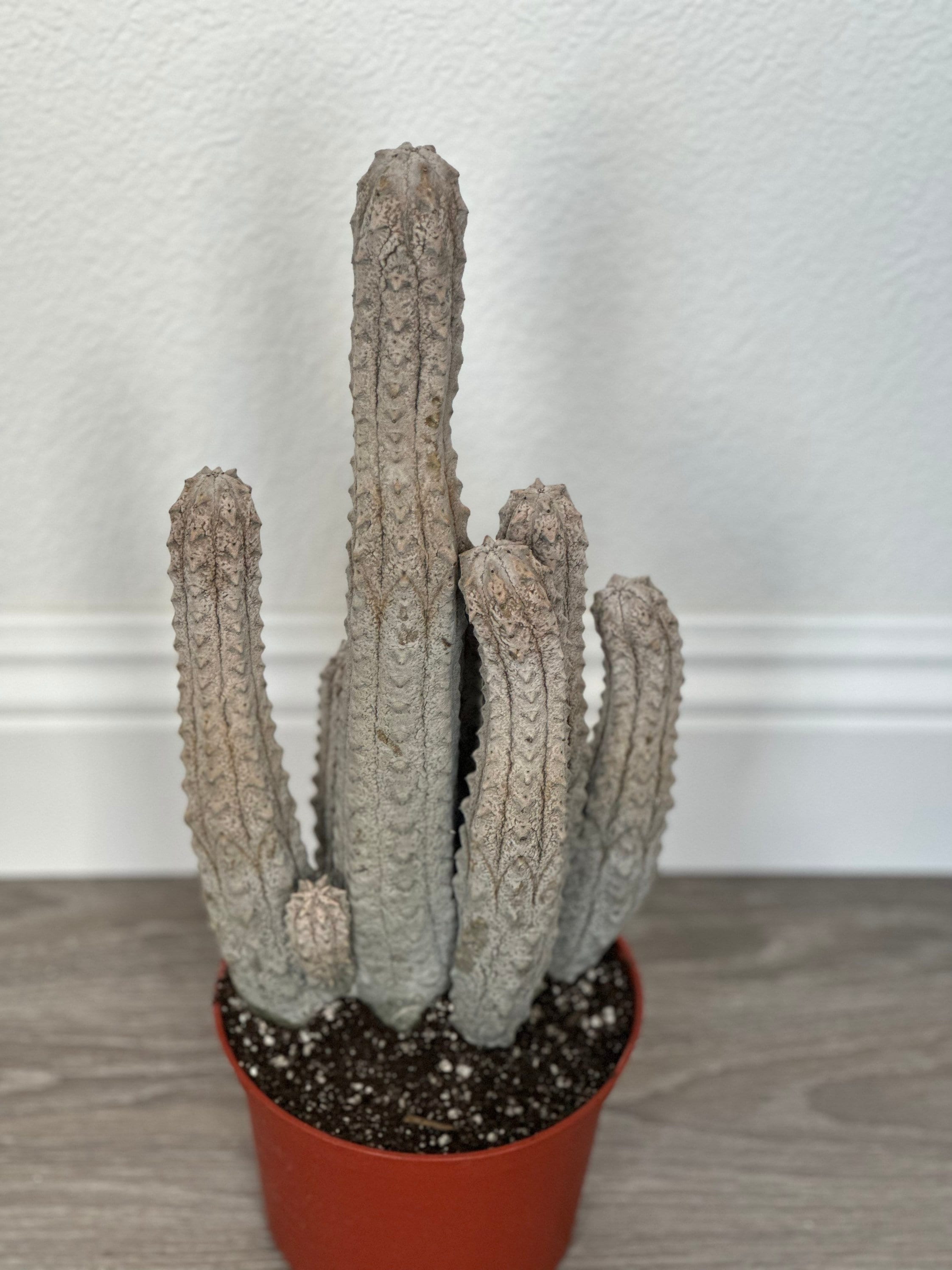 2 Rare Gray Euphorbia Abdelkuri Cactus Cuttings – 8-12 Cm Tall, Live Succulent Plant